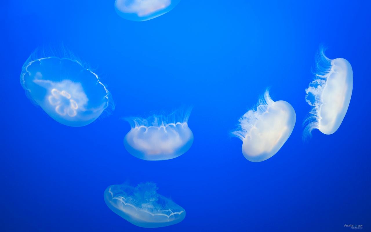 梦幻蓝色海底世界高清水母唯美桌面壁纸第二辑