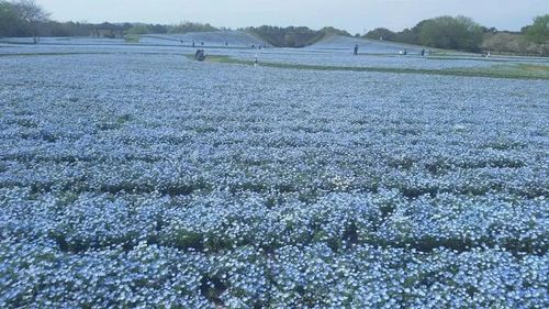 赏花正当时蓝色花海绝景日本观赏喜林草的8大名处