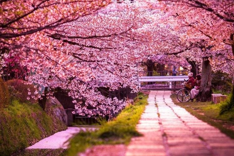 花团锦簇的日本樱花小清新美景