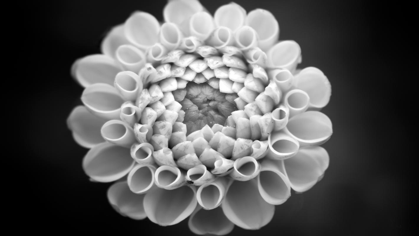 黑白色调植物花朵创意设计电脑桌面壁纸图片