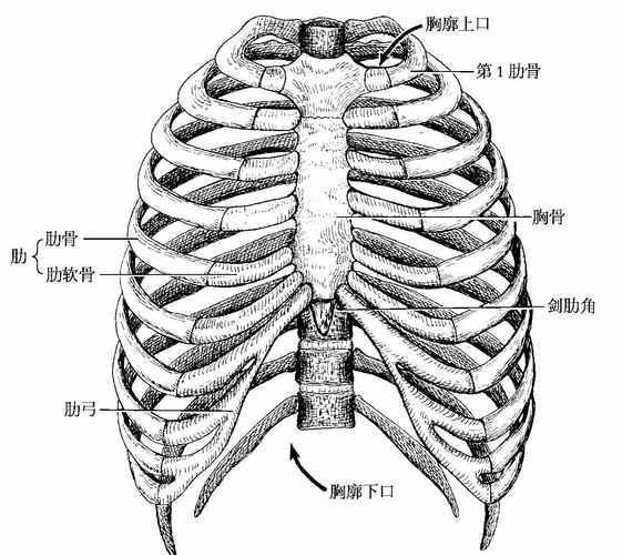 吸气时,肋的前份提高,肋体向外扩张,并伴以胸骨上升,从而加大胸廓的