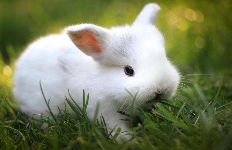 5k小白兔,绿草,超高清壁纸