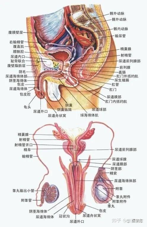 内生殖器由生殖腺(睾丸),输送管道(附睾,输精管,射精管,男性尿道)和