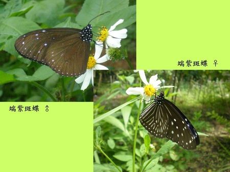 蝴蝶的雌雄与辨识