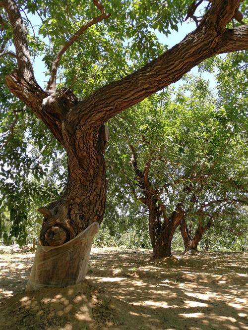 罕见古桑树百年以上2万棵千年以上百余棵