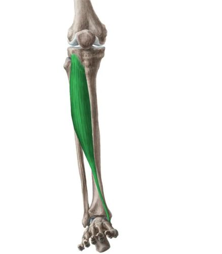 足跖屈受限关键肌胫骨前肌