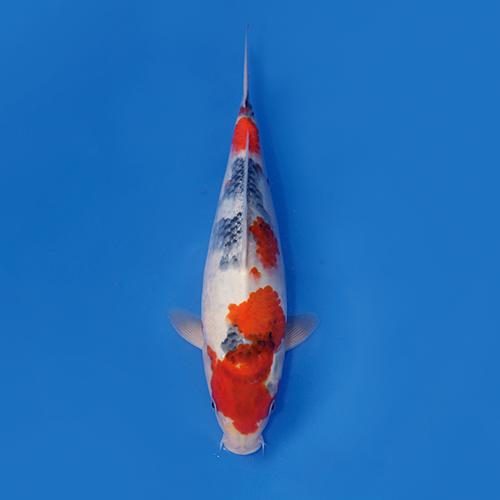 锦鲤活体冷水红白昭和大正三色丹顶日本纯种淡水观赏鱼招财风水