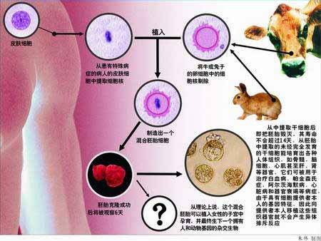 科学家培育出首个人兽混合胚胎 为人牛混血(图)