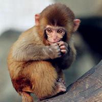 可爱猴子头像图片猕猴学名macacamulatta