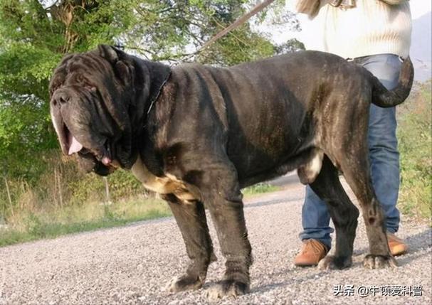 超大型犬(超大型犬品种)-帝国百科