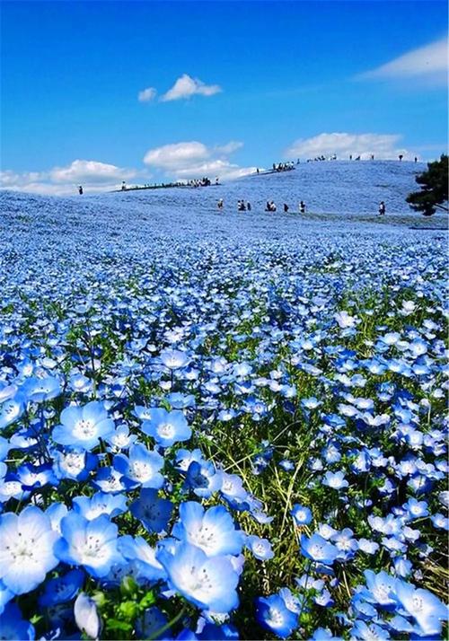 日本hitashi公园蓝色粉蝶花海