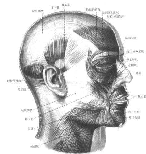 头肌(1)-人体解剖学-医学