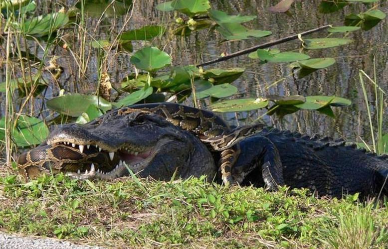 alligator mississippiensis