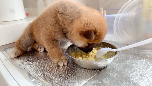 柴犬宝宝第一次吃饭
