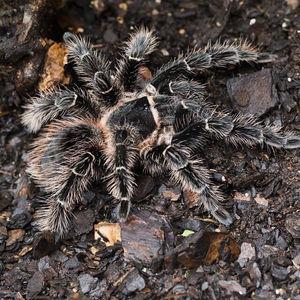 巴西所罗门宠物蜘蛛活体1.5cm大幼体,成体20cm超大蜘蛛健硕