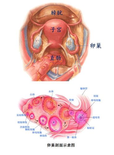 《子宫情事》第三回 弹丸之地太后临:卵巢结构和功能