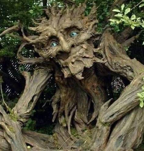 世界上最可怕的"食人树",一被缠住就化成白骨 却人人争相保护