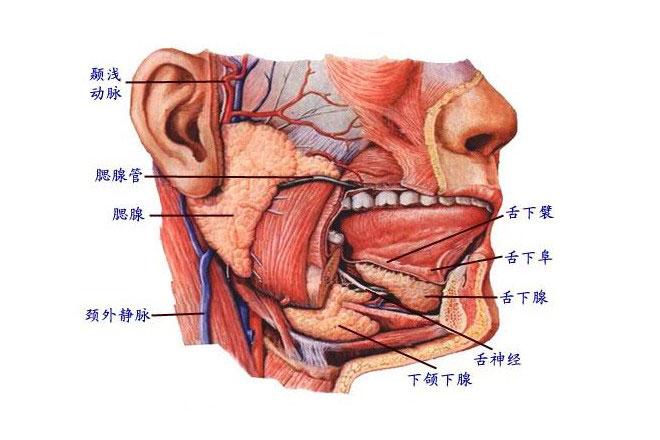 人体口腔腺解剖示意图-人体解剖图