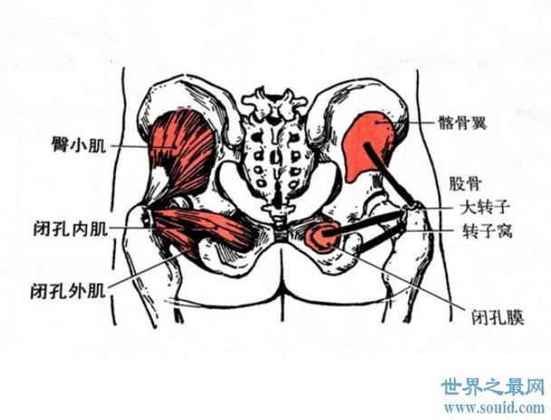 人体最大的肌肉是哪一块,屁股上的臀大肌