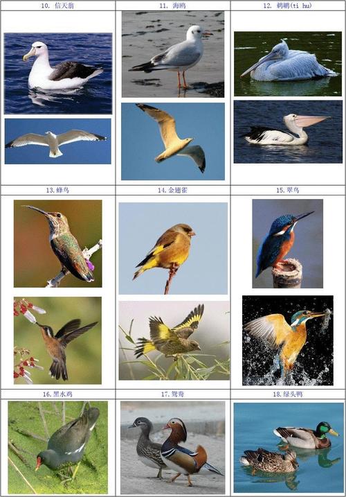鸟类图片超好看