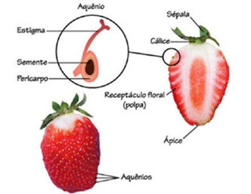 net   《中国植物志》里把草莓的果实描述为瘦果,但按发育和结构来说