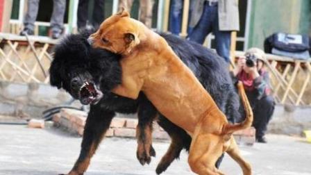 乐开怀: 比特犬打架视频, 最凶猛的狗能一口咬死藏獒, 不愧为斗犬
