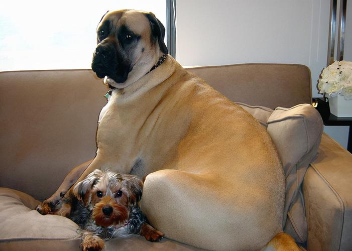 俄罗斯高加索犬高加索犬是现存体型最大的犬种,有"犬中之王"的美誉.