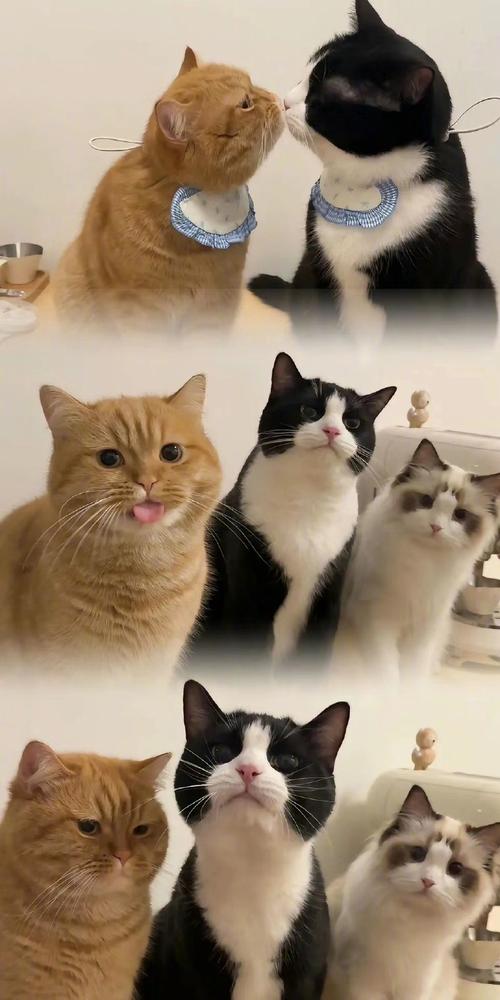 一组可爱的猫猫9292壁纸#壁纸##猫咪