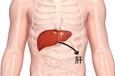 上腹,大约在右侧肋骨之间,但由于肝具有一定的活动性,因此具体的位置