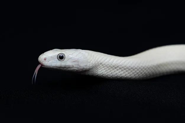 白色蛇是什么蛇(被称作白娘娘的鼠蛇)
