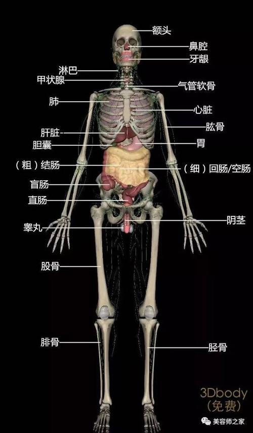 问答|史上最全的人体结构图,必须收藏!_手机搜狐网