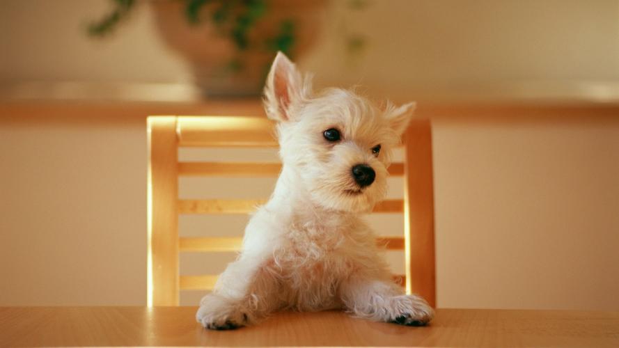 可爱小狗桌面壁纸_好看萌萌的小狗