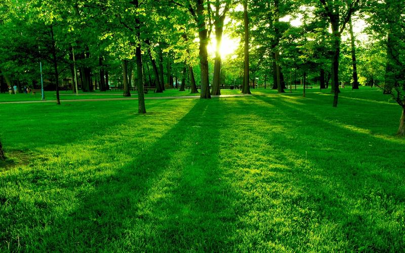早晨的阳光,绿树和草地壁纸1600x900分辨率查看