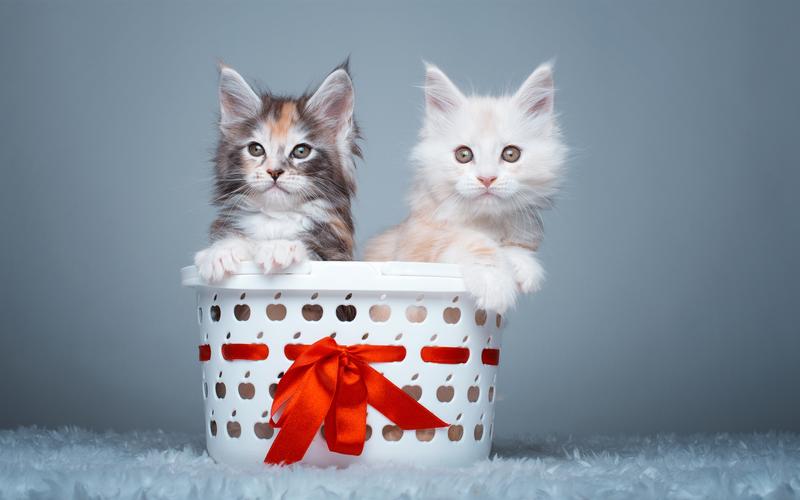 两只小猫,可爱的宠物 壁纸
