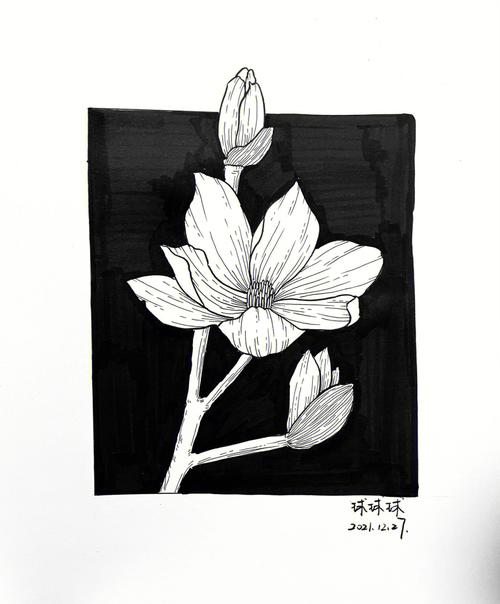 黑白装饰画打卡练习线条控笔继续加油94#画画  #针管笔手绘  #花卉
