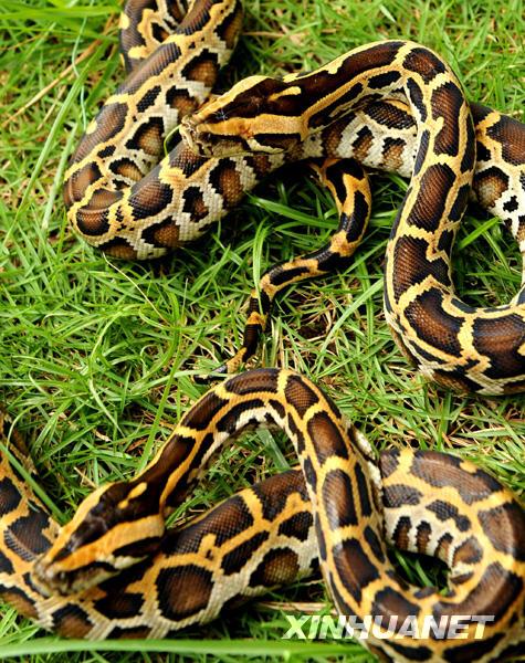 两条无眼小蟒蛇在草地上(6月17日摄).新华社记者 姜恩宇 摄