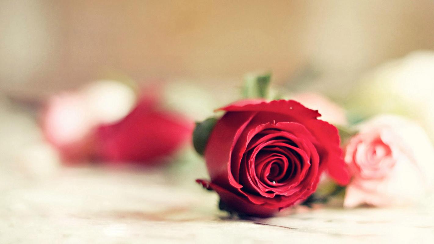 浪漫唯美玫瑰花图片桌面壁纸