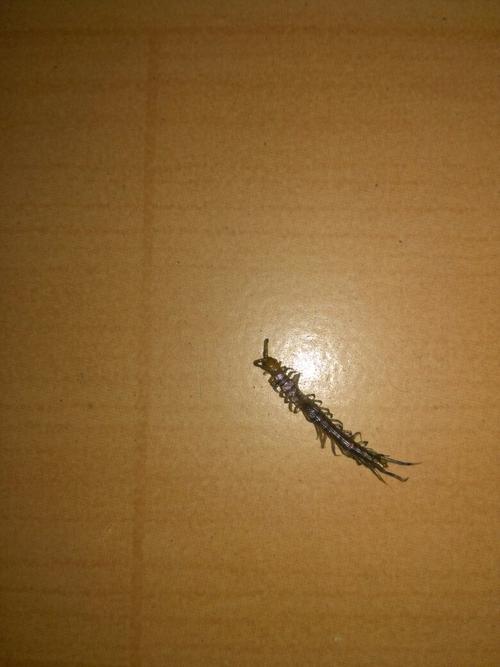 2厘米像蜈蚣的小虫子
