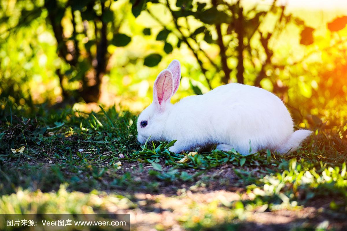 小白兔在花园里.毛茸茸的小兔子在绿色的草地上,夏天的时候.