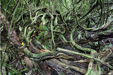 在美洲中部和南部的热带雨林,藤本植物泛滥滋蔓,这些寄生的木质藤 