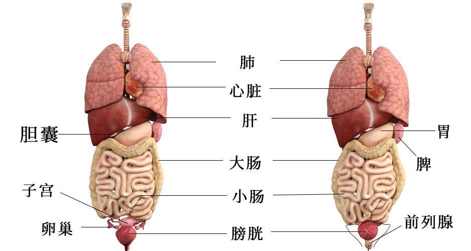 左侧胃部和膈的中人体的肺脏位于胸腔内,是胸腔内的主要器官