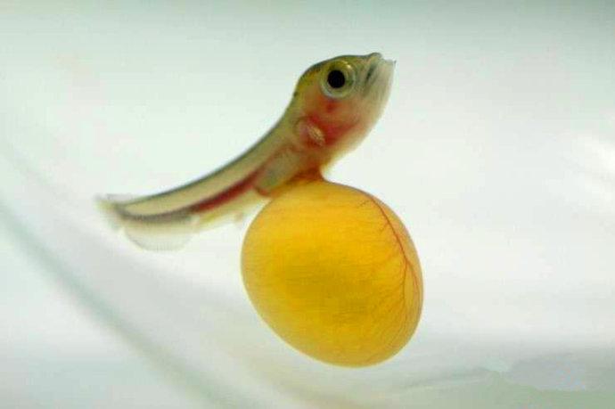 龙鱼的孵化繁殖过程——从金龙鱼鱼卵到小龙鱼鱼苗的成长过程高清组图
