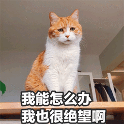 猫怎么办绝望gif动图_动态图_表情包下载_soogif