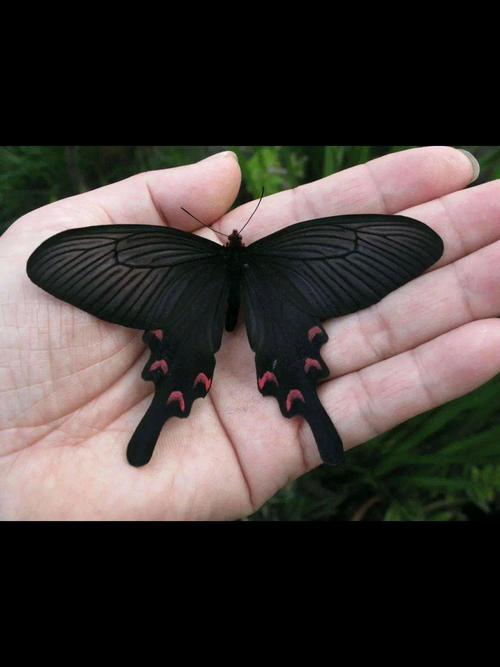 世界上最毒的蝴蝶其实很多东西在美丽的外表下都是很危险的