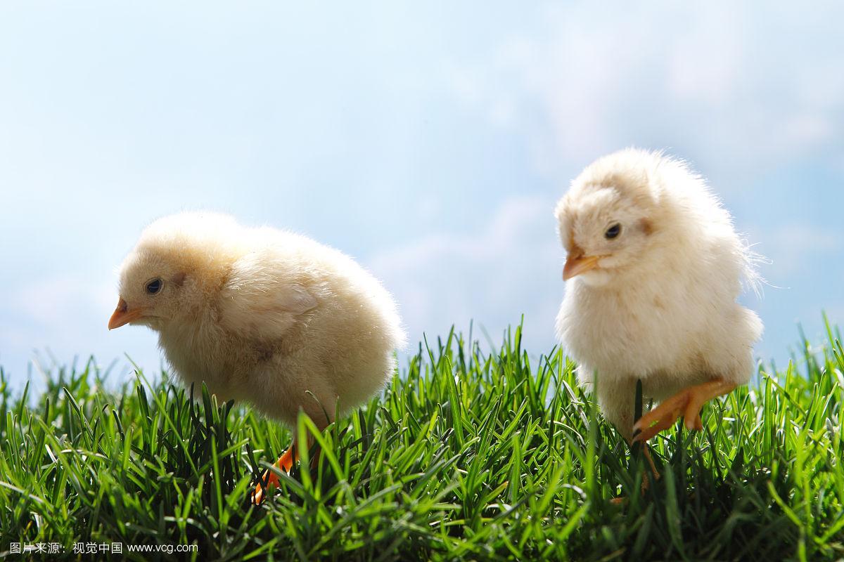 两只小鸡在草地上