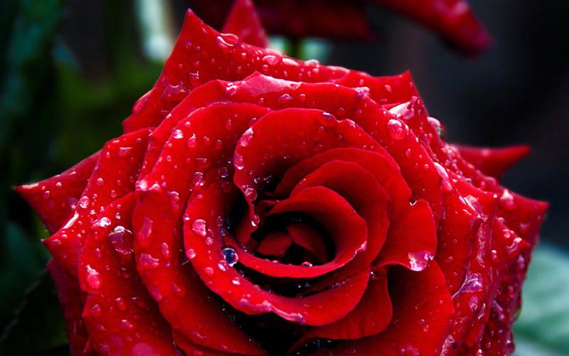 下一张 简介 唯美娇艳的红玫瑰图片桌面壁纸~~娇艳欲滴的红玫瑰花图片