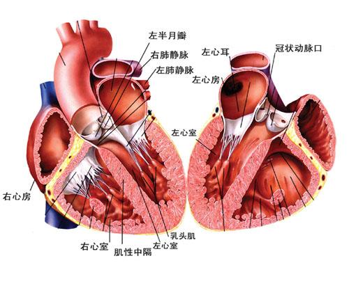 文件:心脏解剖图.jpg - 医学百科