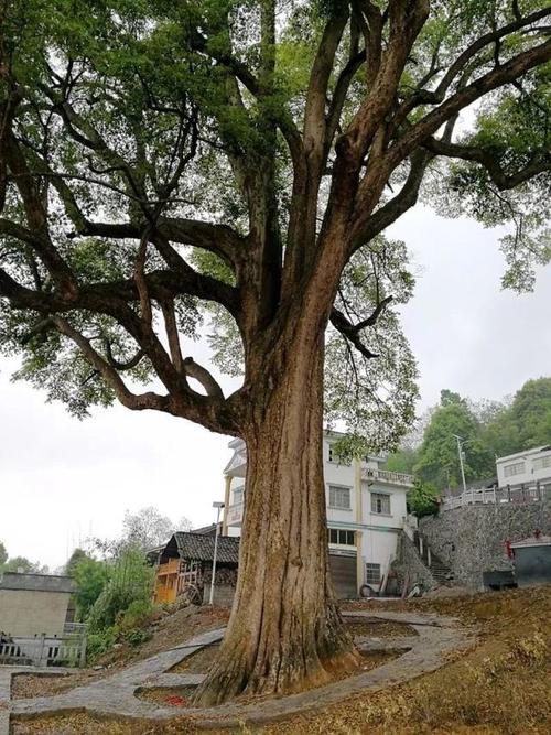 我国最大的三棵金丝楠树:价值不菲,被风吹断的树枝就卖了四十万