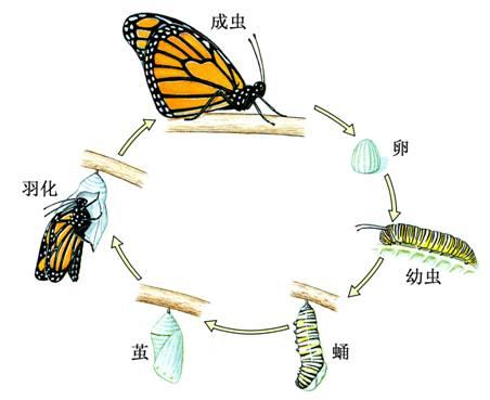 蝴蝶的生长过程要经历的四个阶段是:受精卵,幼虫,蛹,成虫.