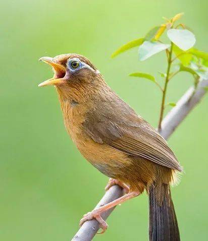 据了解画眉鸟通体棕黄色,叫声悠扬是我国传统的笼鸟由于大量被捕获已